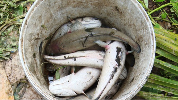 Chuyện hy hữu vừa xảy ra trên địa bàn H.Hồng Ngự, tỉnh Đồng Tháp: ao nuôi cá lóc bị sét đánh trúng; hàng tấn cá chết, phải bán rẻ.